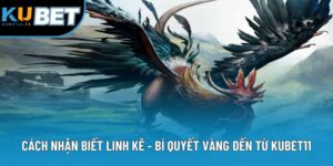 Cách Nhận Biết Linh Kê - Bí Quyết Vàng Đến Từ Kubet11
