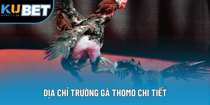 Địa chỉ trường gà thomo chi tiết Địa chỉ trường gà thomo chi tiết