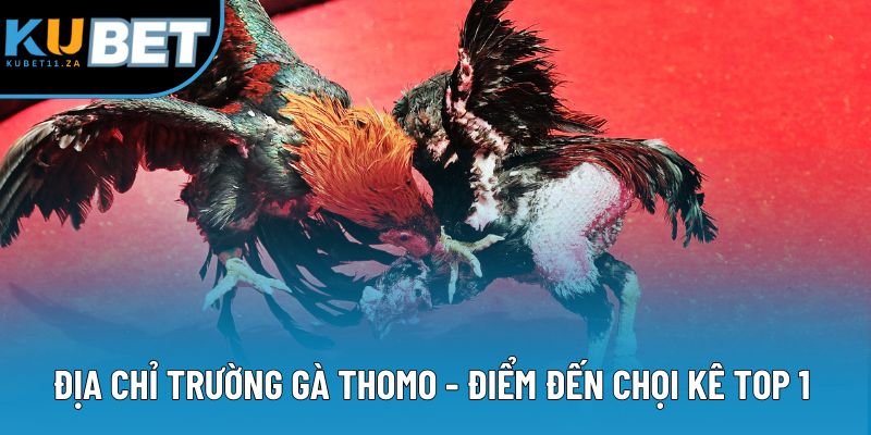 Địa Chỉ Trường Gà Thomo - Sân Thi Đấu Chuyên Nghiệp Số 1 Hiện Nay 1 Địa Chỉ Trường Gà Thomo - Điểm Đến Chọi Kê Top 1 Châu Á