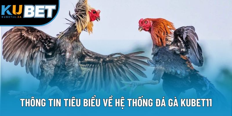 Thông tin tiêu biểu về hệ thống đá gà KUBET11
